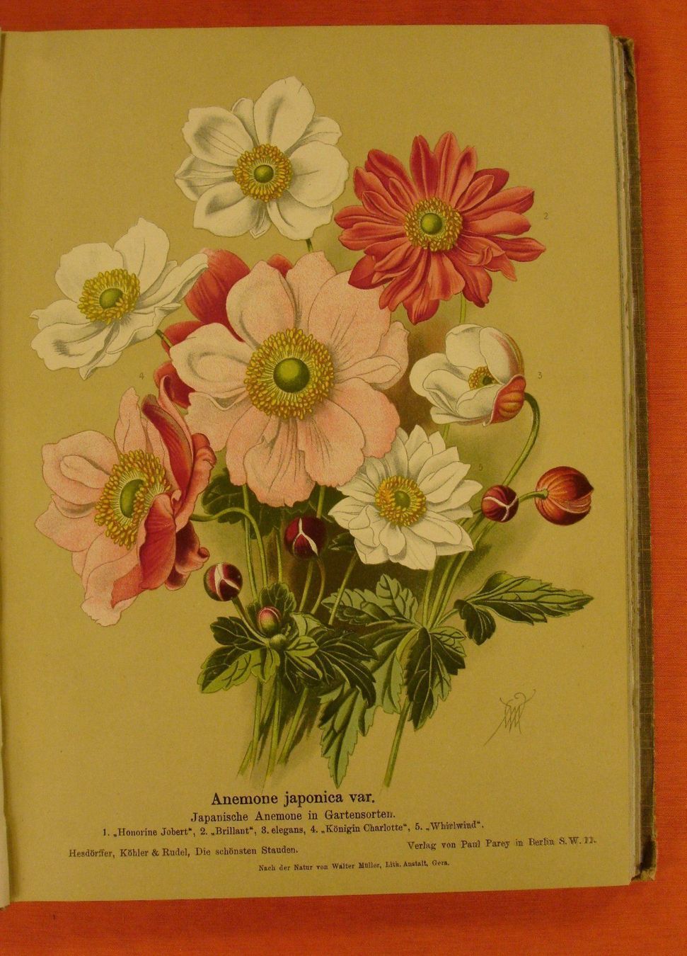 Libri: DIE SCHÖNSTEN STAUDEN, 48 BLUMENTAFELN – Usato da Grüningen venduto da Kartensammler