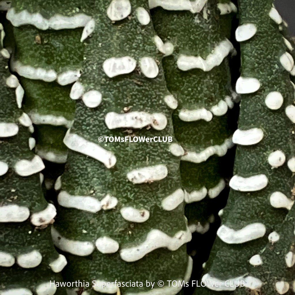 Pflanzen & Samen: Haworthia Superfasciata - super robuste Sukkulente – Neu und originalverpackt aus Adliswil von asTOMas963 7