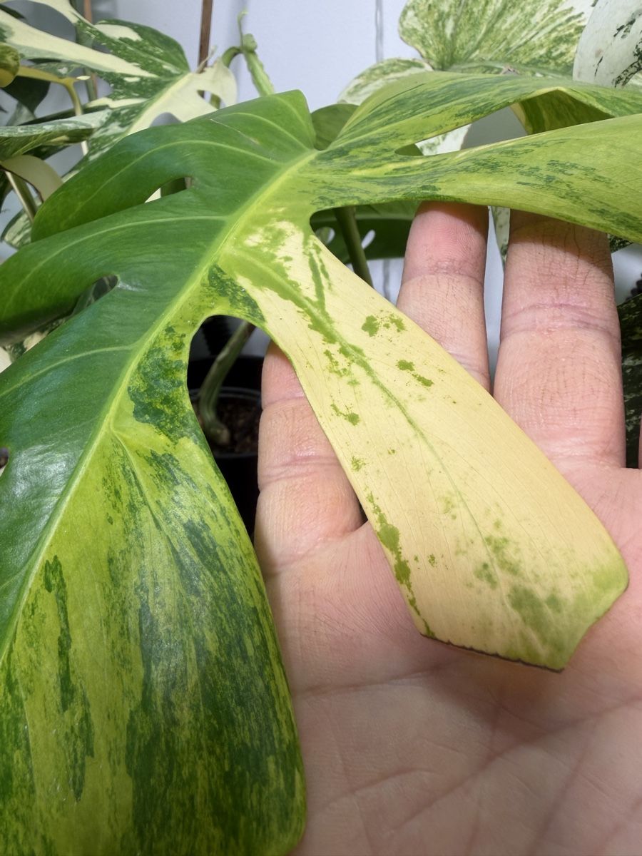 Piante & sementi: Monstera Green on Green TRICOLOR – Usato da Losone venduto da Dan_Monroe 1
