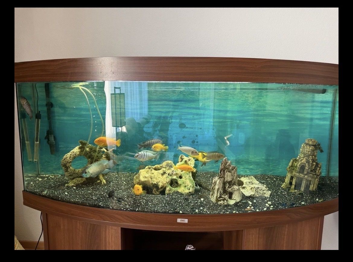 Acquari: Aquarium  – Usato da Schlieren venduto da KanGaL02 1