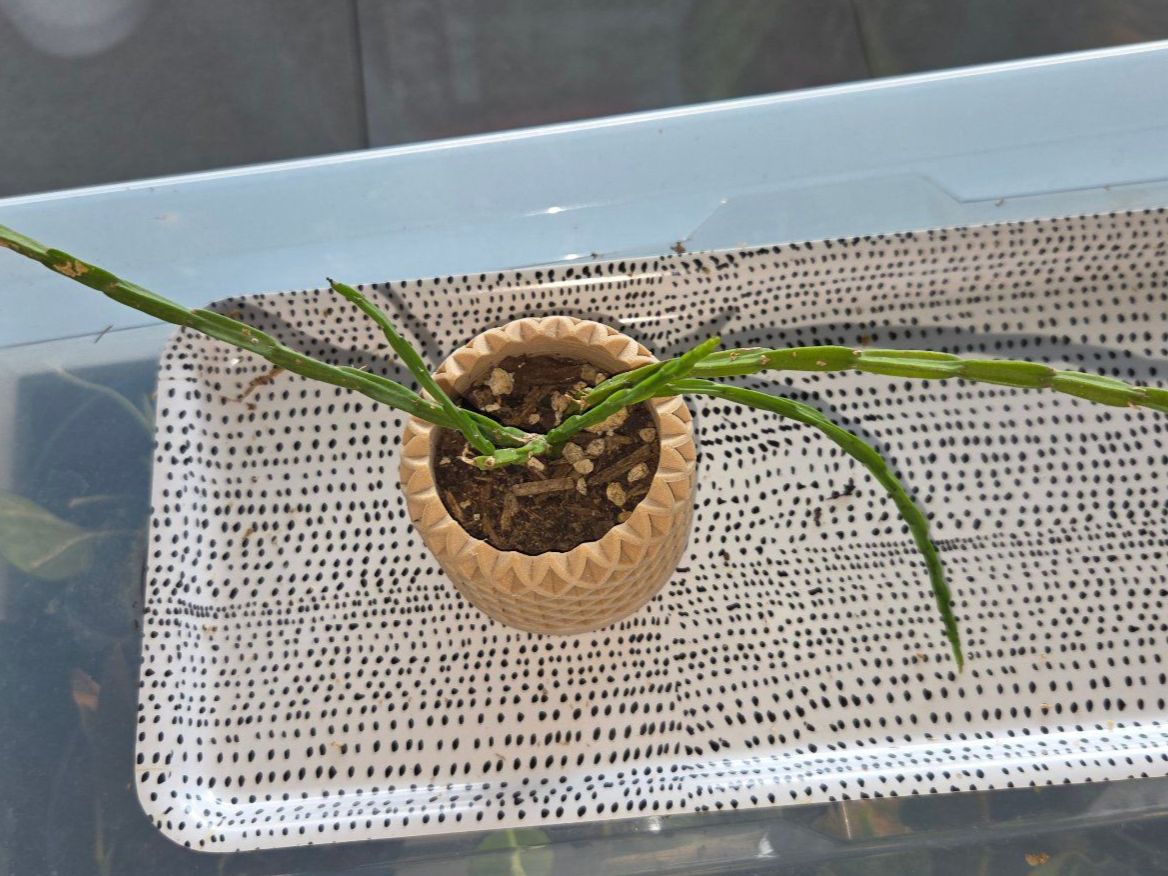 Piante & sementi: ** Rhipsalis paradoxa** – Usato da Broc venduto da omegadlocks