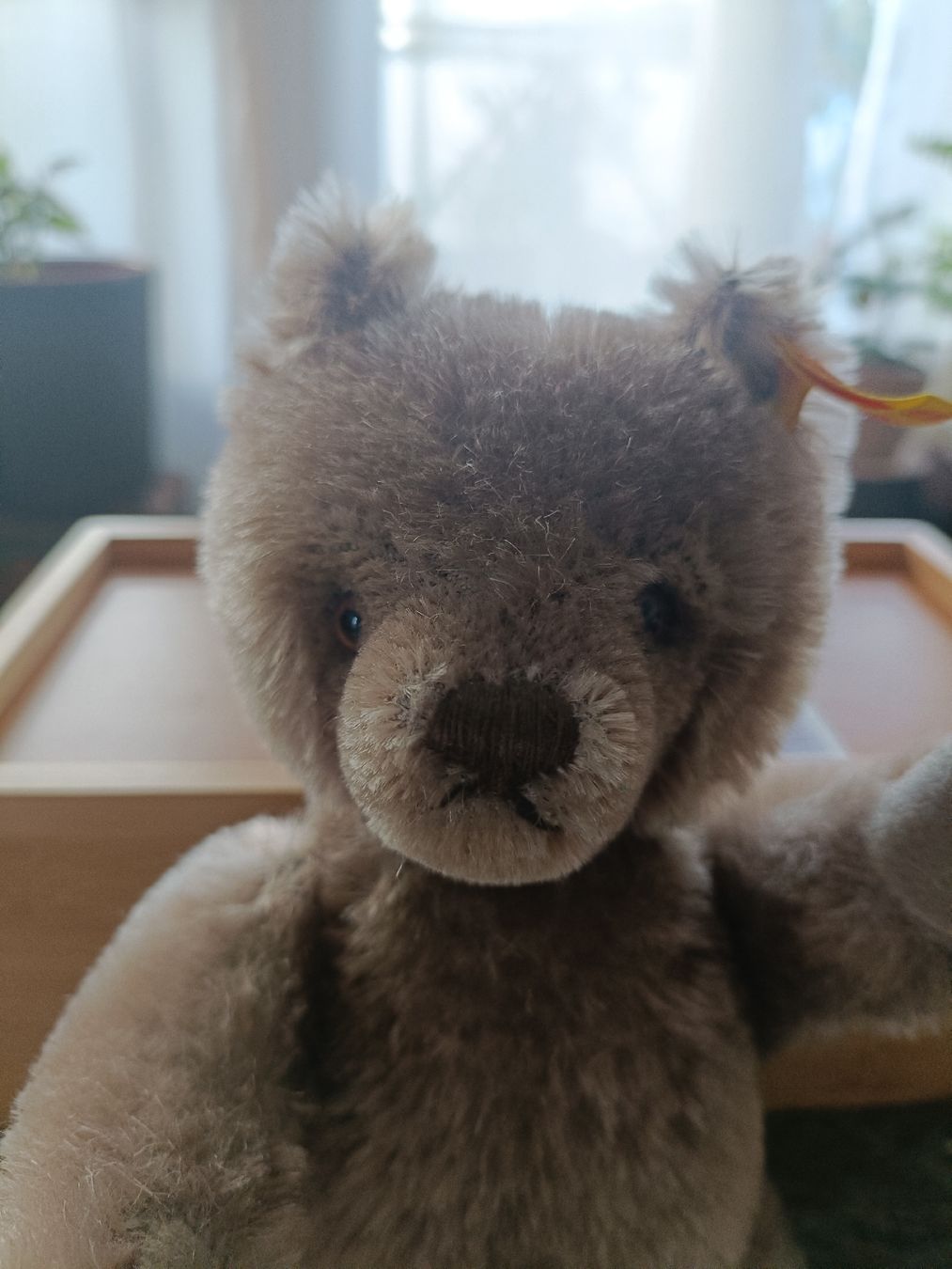 Steiff Giocattoli: Süsser Steiff Teddybär, 40 Jahre alt – Nuovo (secondo la descrizione) da Schinznach Bad venduto da knucker 1