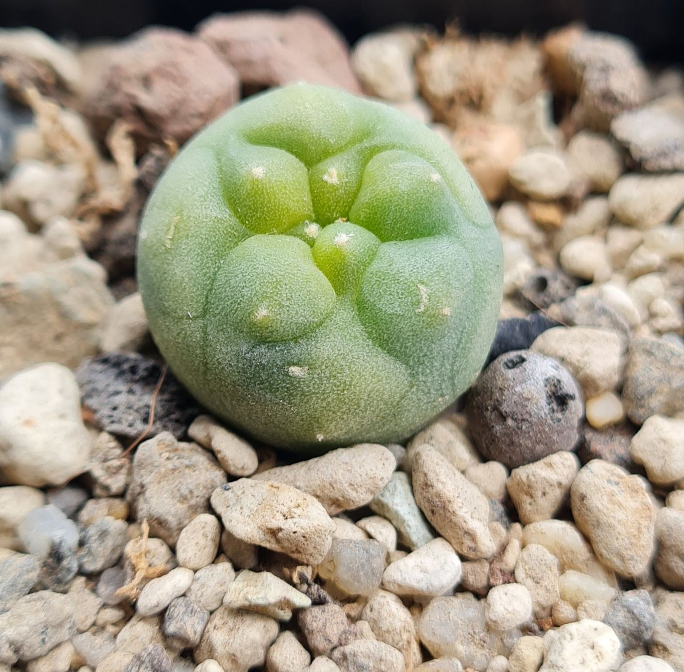 Pflanzen & Samen: Lophophora diffusa variegata wurzelecht  – Gebraucht aus Basel von fra_h7bq 2
