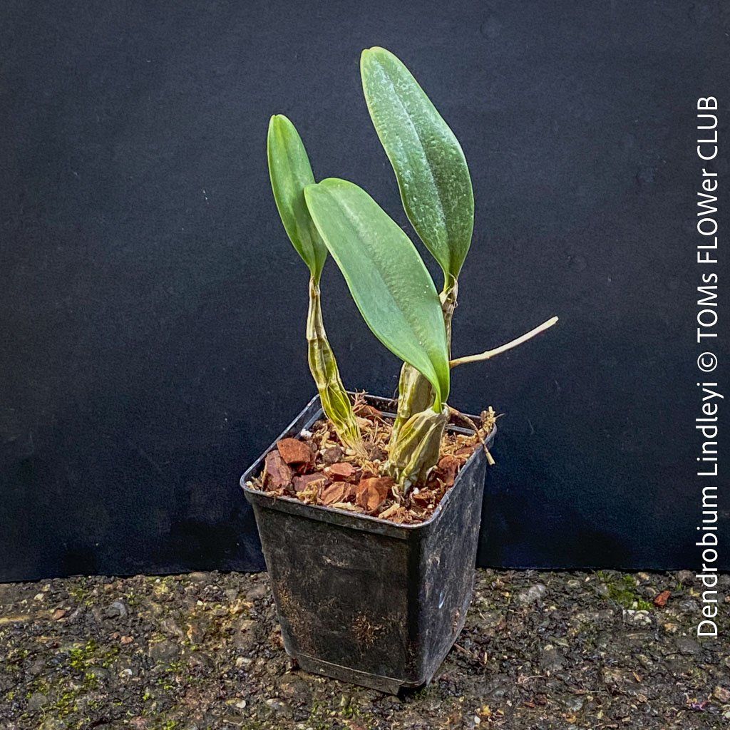 Piante & sementi: Dendrobium Lindleyi - gelb blühende & top robuste Orchidee – Nuovo e nell'imballaggio originale da Adliswil venduto da asTOMas963 4