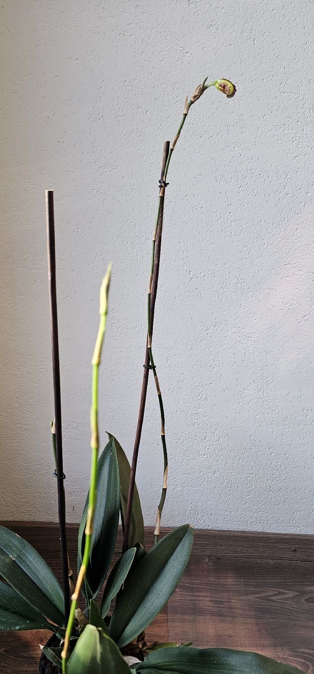 Piante & sementi: Orchidee Psychopsis Mariposa – Usato da Jona venduto da Smurnaya 5