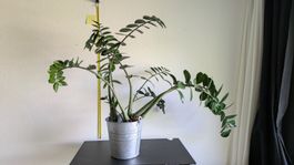 XXL Glücksfeder Zamioculcas im Metalltopf