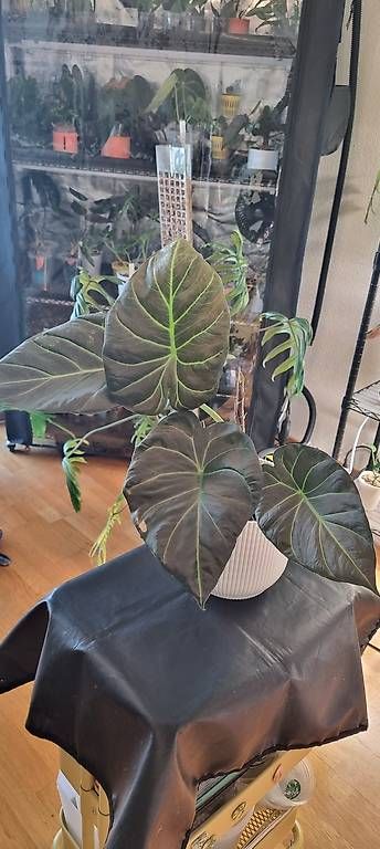 Piante & sementi: Wunderschöne Alocasia Regal Shield – Usato da Wallenwil venduto da pet_mz5n 2