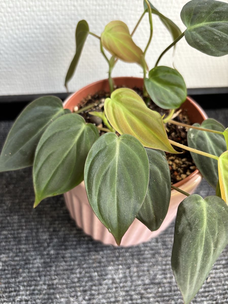 Piante & sementi: Philodendron hederaceum 'Micans' – Usato da Alpnach Dorf venduto da lisa_plants 1