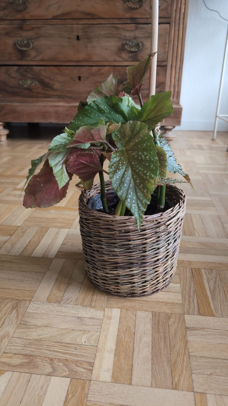 Pflanzen & Samen: Angel Wing Begonia – Gebraucht aus Wallisellen von ali_x62p 1
