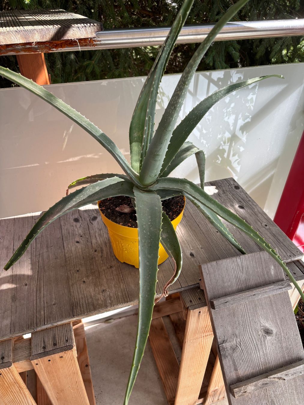 Plantes & graines: Aloevera – D'occasion à Schaffhausen par sina_feivel