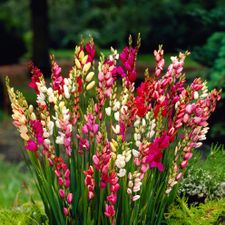 Profile image of ixia_ixia