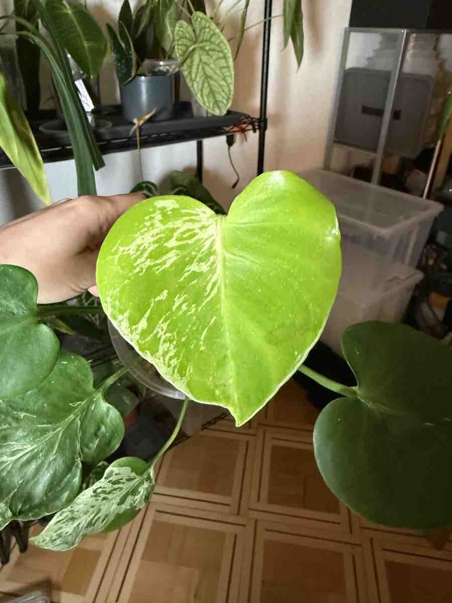 Pflanzen & Samen: Monsters Bulbasaur – Neu (gemäss Beschreibung) aus La Chaux-de-Fonds von Xastera_ 1
