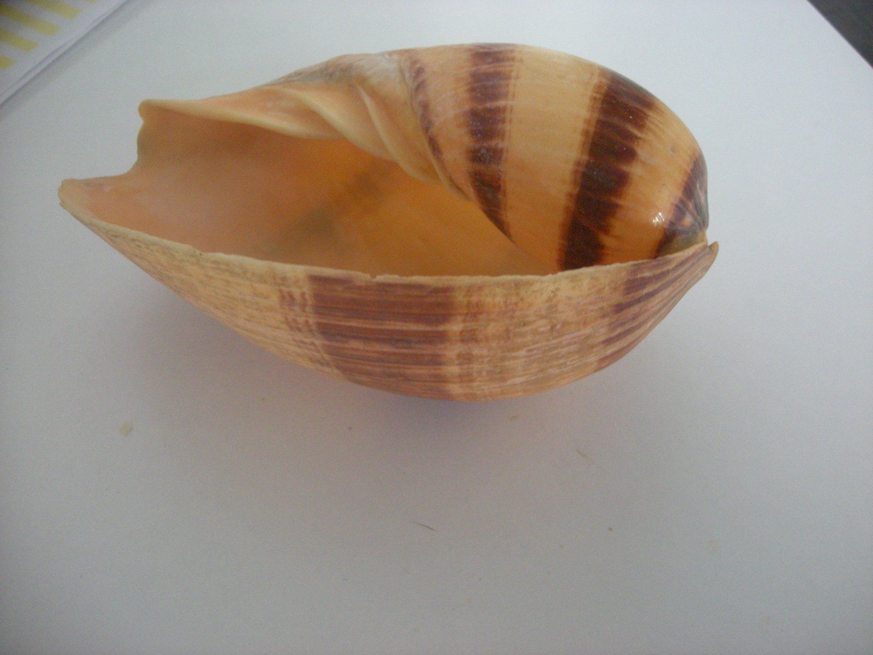 Fossili: Riesengrosse Muschel Philippinen 14 cm – Usato da Spreitenbach venduto da Sniper8952