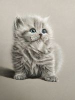 Katzenbild mit Pastellkreiden gemalt