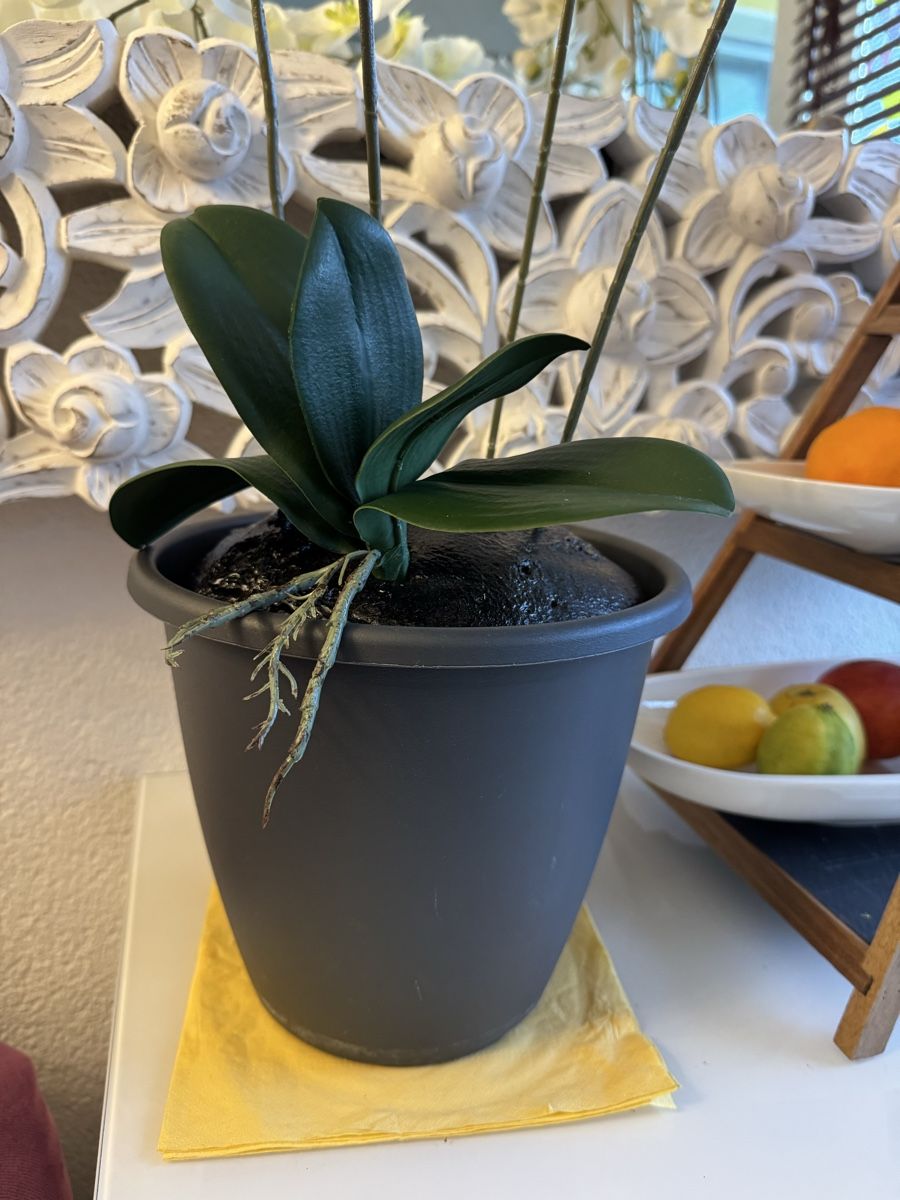 Alle Dekorationen: Künstliche Orchideen weis, New – Neu (gemäss Beschreibung) aus Zürich von Privat4444 4