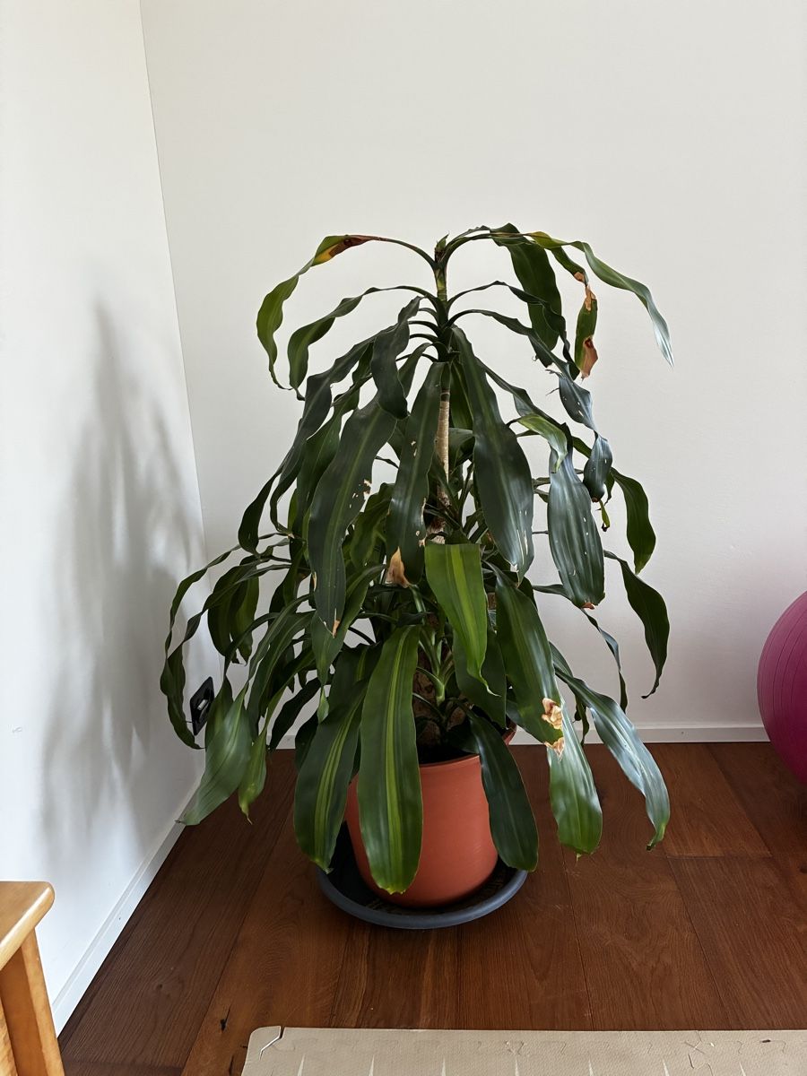 Piante & sementi: Zimmerpflanze Dracaena  – Usato da Grossdietwil venduto da Kikierenda 2