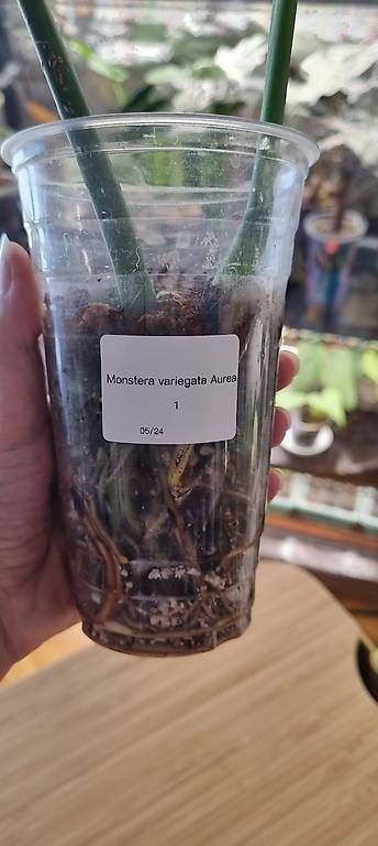 Piante & sementi: Monstera variegata aurea – Nuovo e nell'imballaggio originale da Wallenwil venduto da pet_mz5n