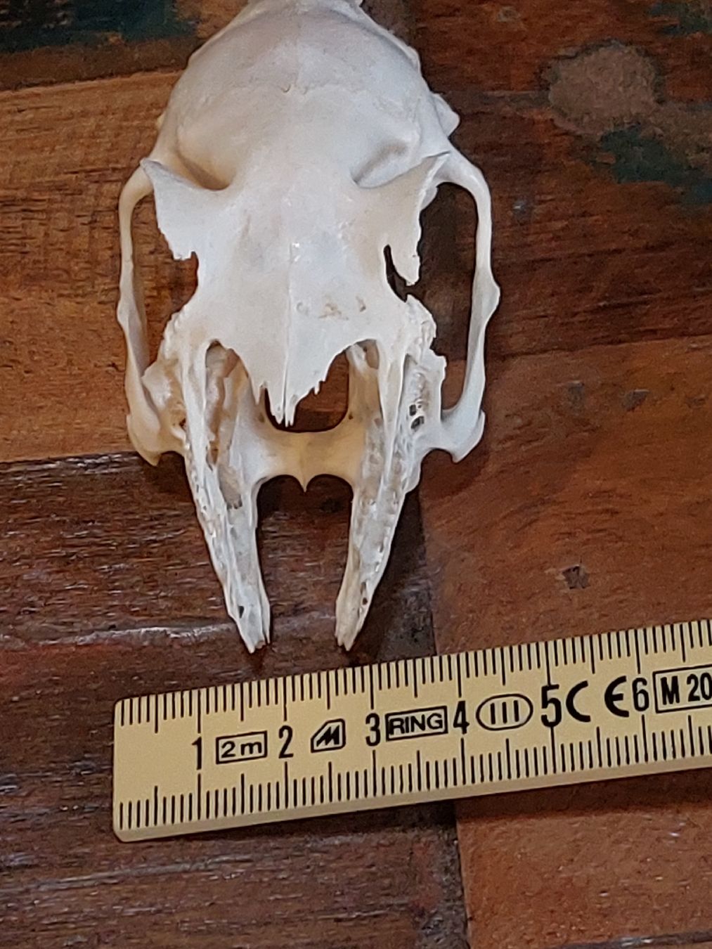 Tutte le decorazioni: Hasenschädel, Deko Präparat – Usato da Winterthur venduto da Belzarek 7
