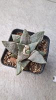 Ariocarpus retusus