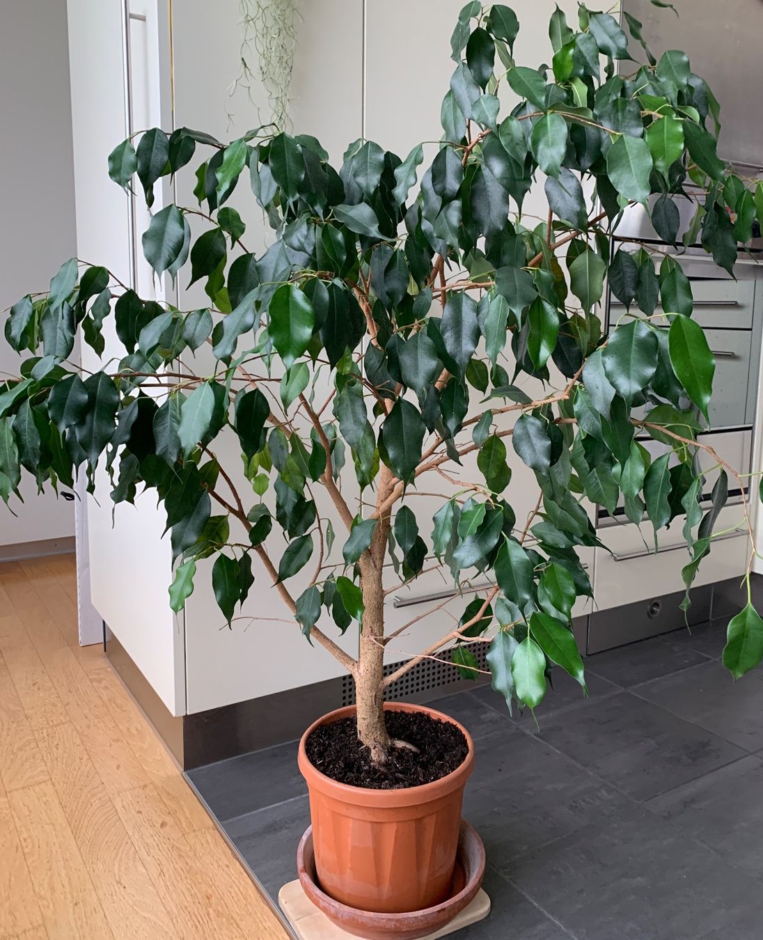 Pflanzen & Samen: kräftiger, gesunder Ficus Benjamini Birkenfeige – Neu (gemäss Beschreibung) aus Auenstein von mar_8mxd 2