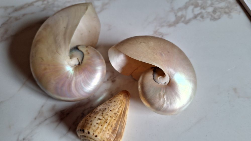 3 alte Muscheln 14/12/9cm , für Dekoration (Gebraucht) in Dornach für ...
