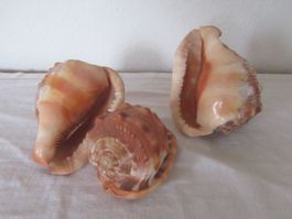 3 Muscheln Dekoration Konchylien Natur Dekoration