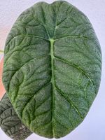 🌿 Alocasia melo – rooted rhizome