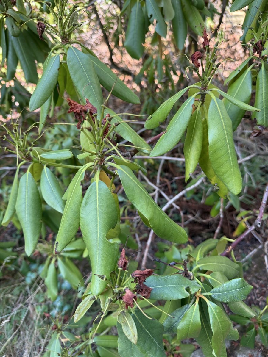 Plantes & graines: 3 Meter hoch Rhododendron – D'occasion à Zürich par joyfulgrace 1