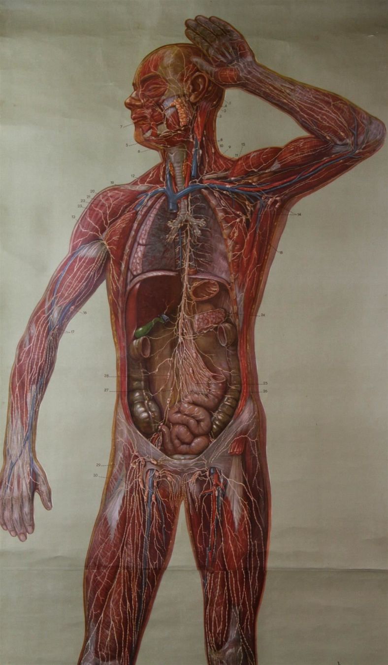 Foto & Immagini: Schulwandbild "Lymphgefässe" 200x91 cm – Usato da Birrwil venduto da brandschatz_birrwil 1
