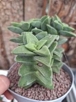 Crassula Springtime – seltene Sukkulente 10–20 cm im Topf