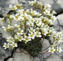 Steinbrech SAXIFRAGA weiß 10 Stk Sukkulente Mini-Setzlinge