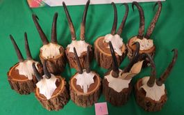 JAGD TROPHÄE GEMSEN 9 STÜCK  SEHR SCHÖN