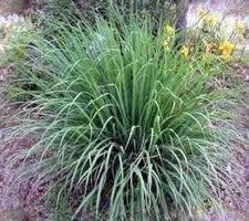 Citronnelle - Lemon Grass 3x