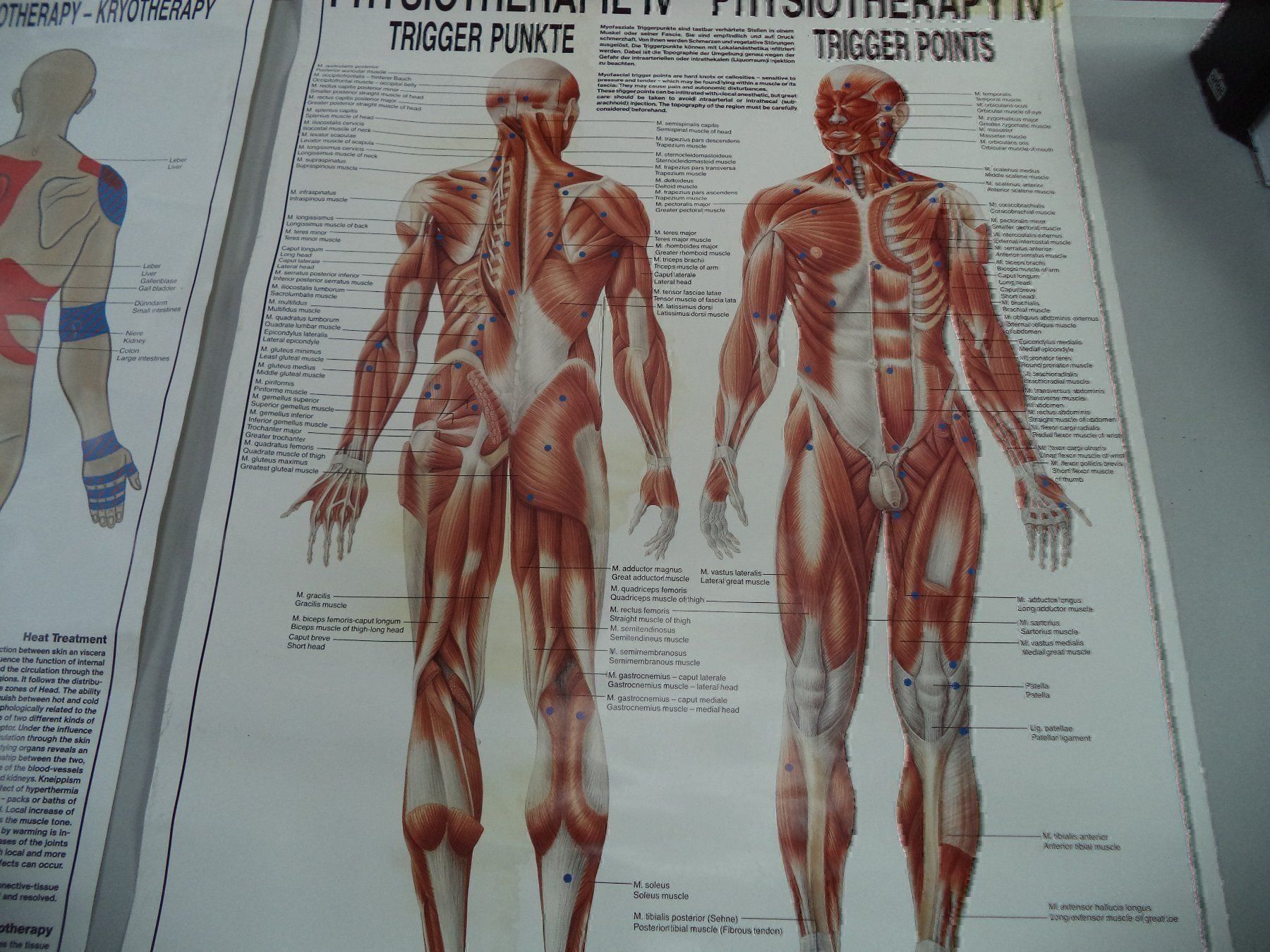 Posters & Illustrations: Konvolut Rüdiger Anatomie Hänge Bilder – D'occasion à Rieden AG par Wirth03 2