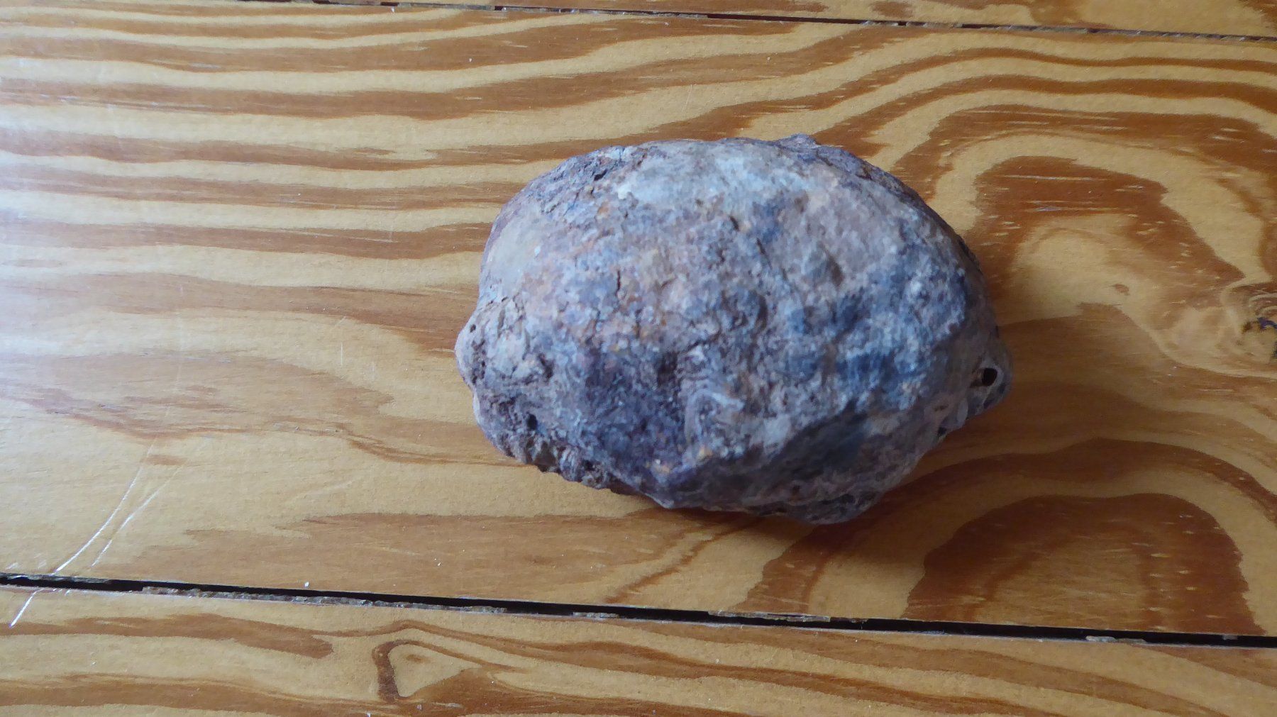 Fossili: Trilobit – Nuovo (secondo la descrizione) da Zullwil venduto da Dingo402 3