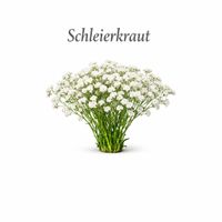 Schleierkraut