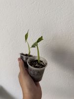Alocasia Dragonsbreath Jungpflanze aus schöner Mutterpflanze