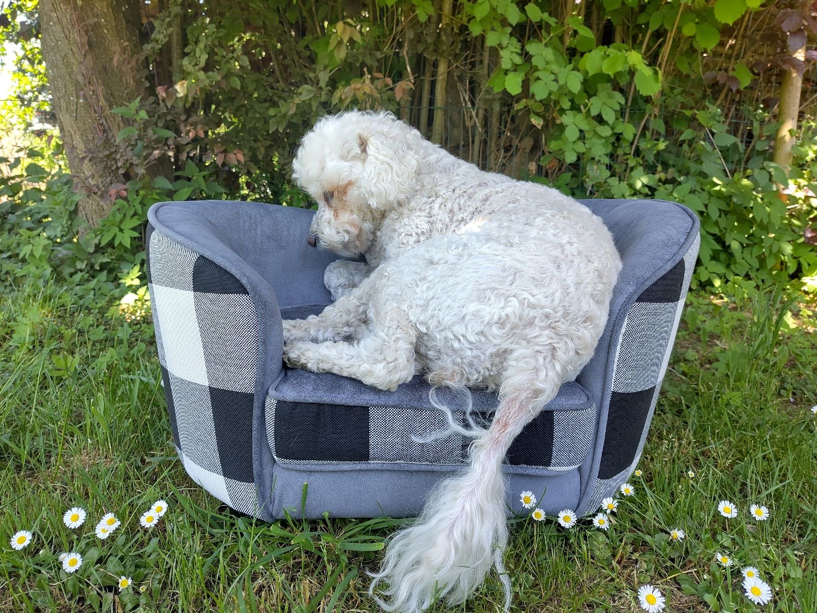 Niches, paniers: Hunde-Sofa – D'occasion à Gächliwil par tan_pxx9 1
