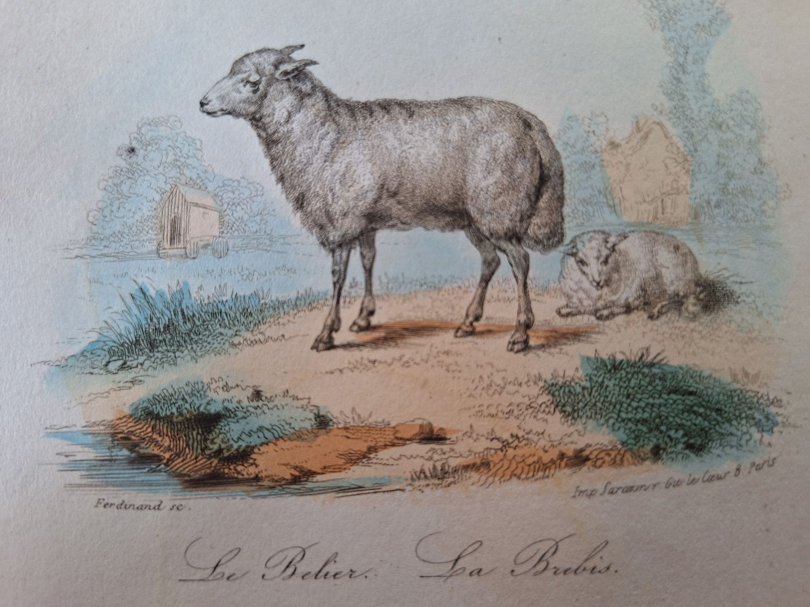 Incisioni: MOUTONS. 2 gravures – Usato da Bevaix venduto da bohrap 3