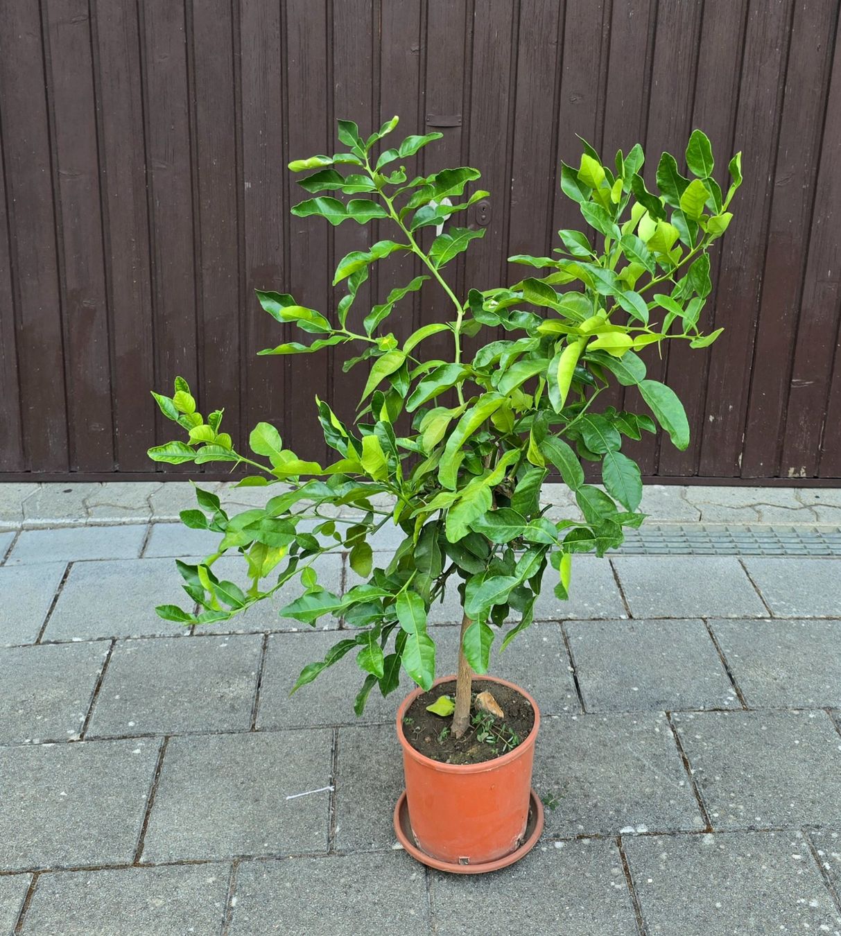 Pflanzen & Samen: Kaffirlimette – Gebraucht aus Aarburg von popkorn65 5
