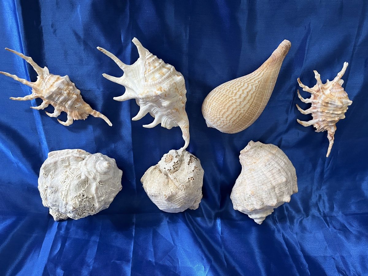 Alle Dekorationen: 7 Muscheln – Gebraucht aus Zürich von Juancarlos1