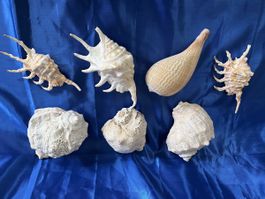 7 Muscheln
