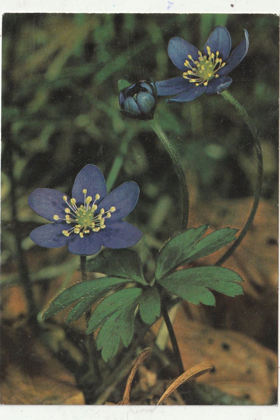 Cartoline postali: 10 Schöne Blumenkarten – Usato da Lumbrein venduto da made02 4