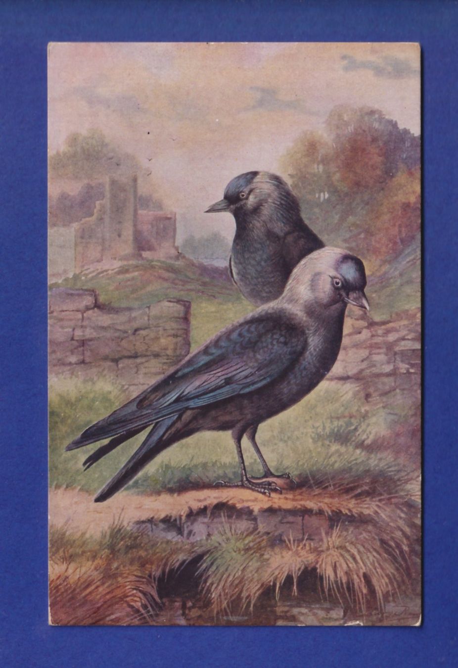 Ansichtskarten: OISEAU - Corneilles – Gebraucht aus Pully von nicecards-shop