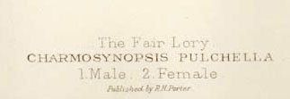 Grafica & Litografie: Fair Lory, Plate LV, 1896 Lithographie |   Keulemans – Usato da Baar venduto da Roze1 2