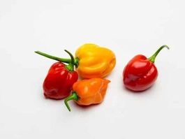 Piment Cabri (très fort) RARE 15g
