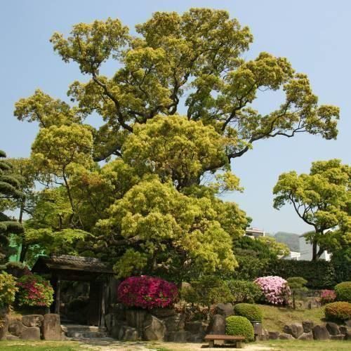 Piante & sementi: Arbre à camphre 10cm – Nuovo (secondo la descrizione) da Bremblens venduto da FIBONACCI369