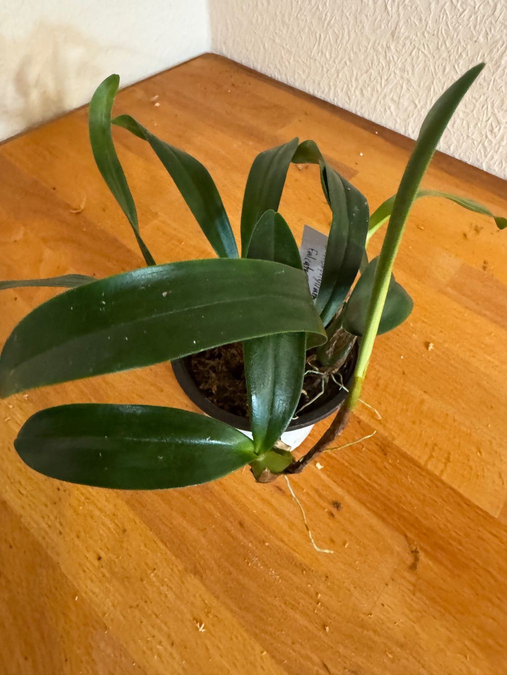 Pflanzen & Samen: Bulbophyllum falcatum – Gebraucht aus Männedorf von mrclst 2