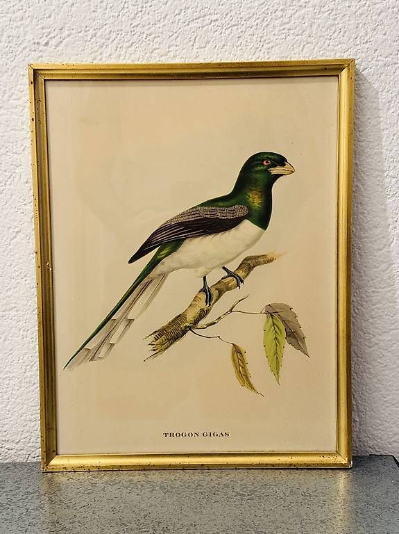 Poster & Bilder: Représentations / Affiches doiseaux vintage – Gebraucht aus Genève von jchrmnhnr 3