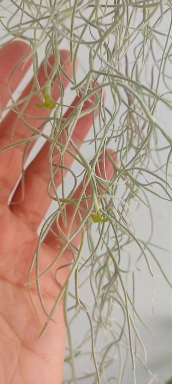 Piante & sementi: Luftpflanze Tillandsia usneoides mit Seeigel 2 – Nuovo e nell'imballaggio originale da Ebnat-Kappel venduto da Zearara 2